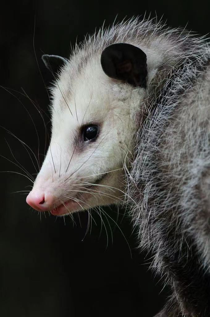 Custom Realistic Opossum Order Deposit – $100