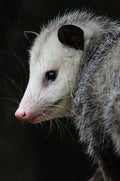 Custom Realistic Opossum Order Deposit – $100