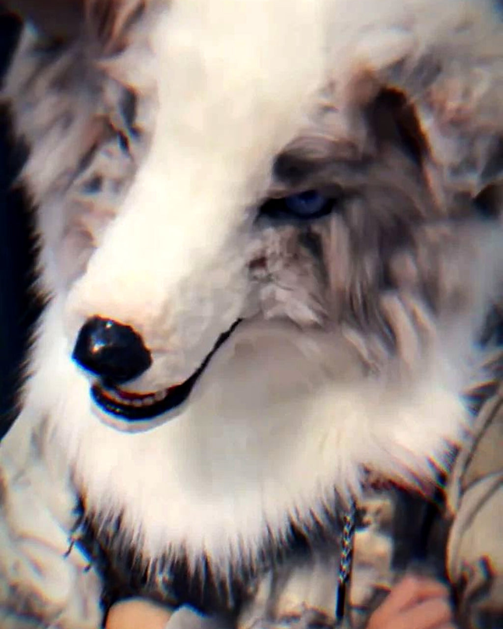 Realistic Border Collie Fursuit Head - Lilac Merle Odd Eyes product photo 2