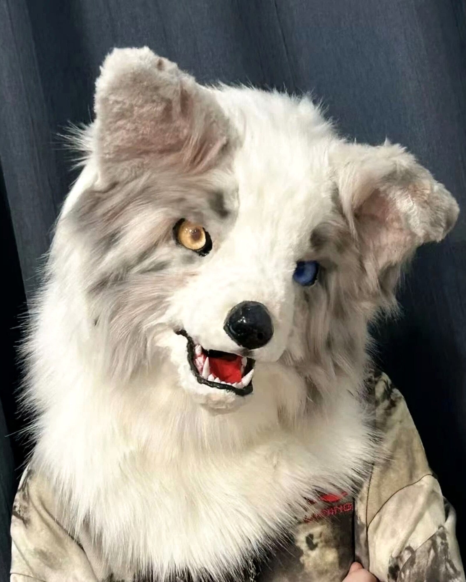Realistic Border Collie Fursuit Head - Lilac Merle Odd Eyes product photo 4
