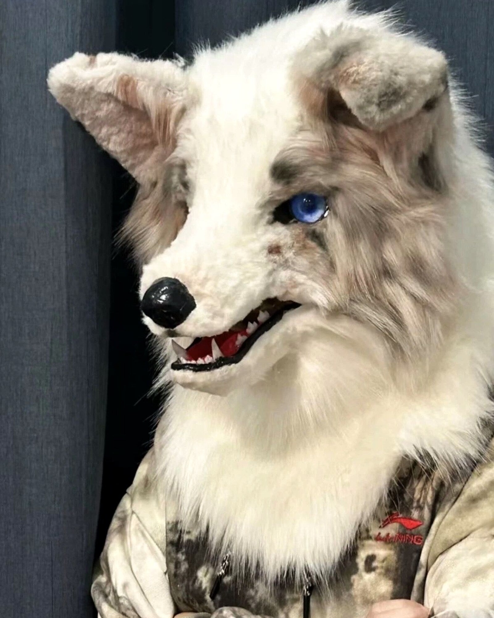 Realistic Border Collie Fursuit Head - Lilac Merle Odd Eyes product photo 5