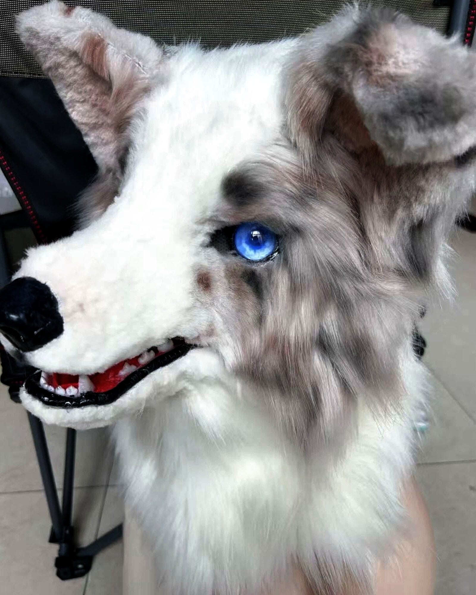 Realistic Border Collie Fursuit Head - Lilac Merle Odd Eyes product photo 6