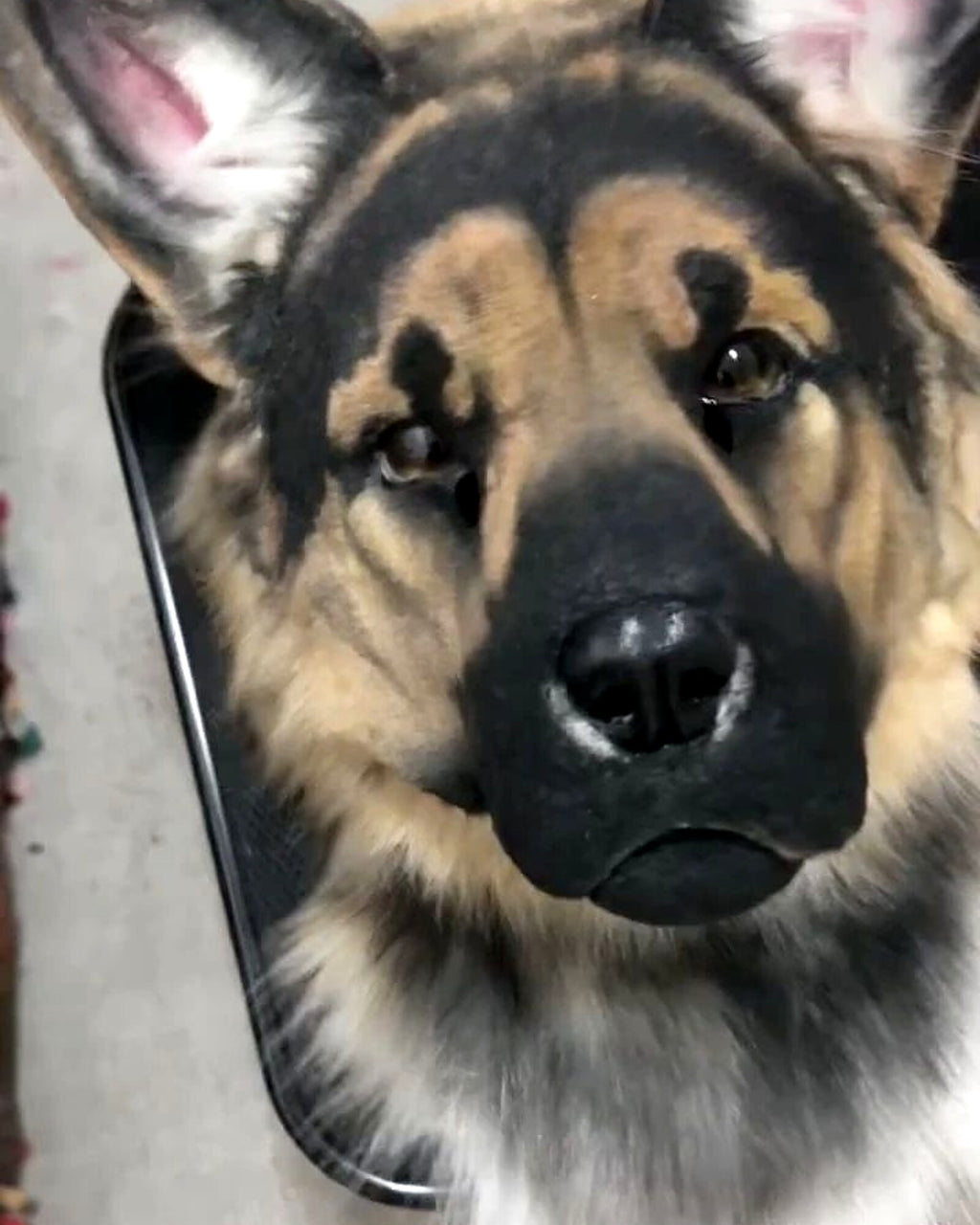 Realistic German Shepherd Fursuit Head - Moving Jaw product photo 2