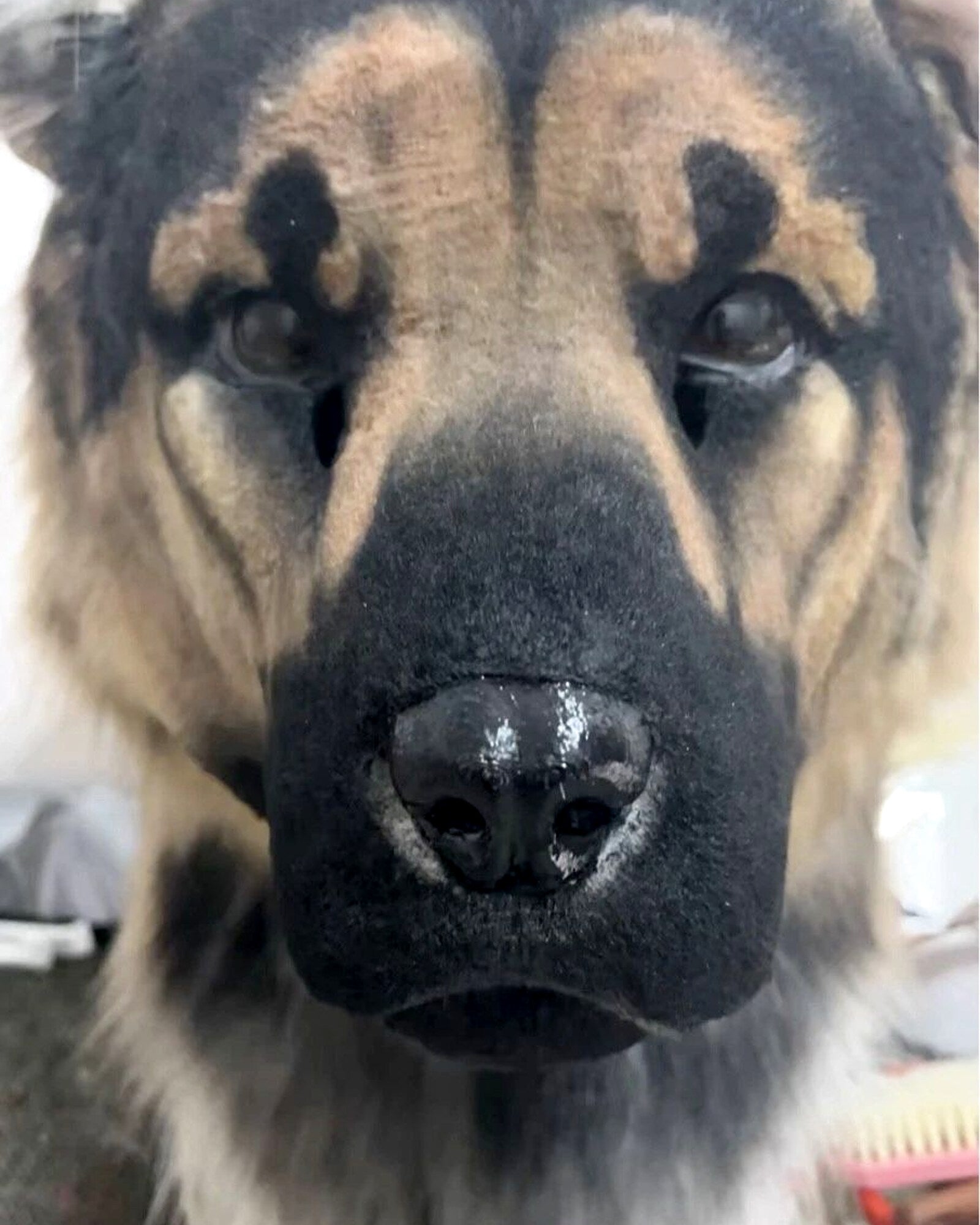 Realistic German Shepherd Fursuit Head - Moving Jaw product photo 5