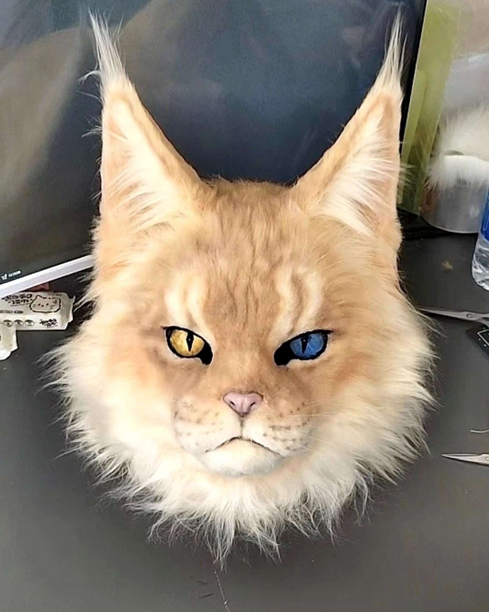 Realistic Maine Coon Cat Fursuit Head - Handmade Animal Mask - Odd Eyes product photo 1