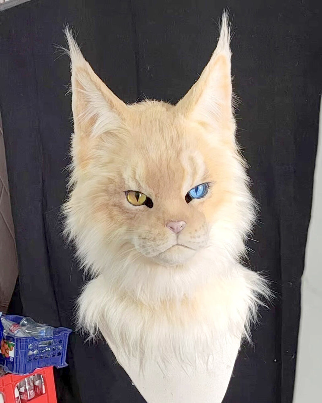 Realistic Maine Coon Cat Fursuit Head - Handmade Animal Mask - Odd Eyes product photo 3