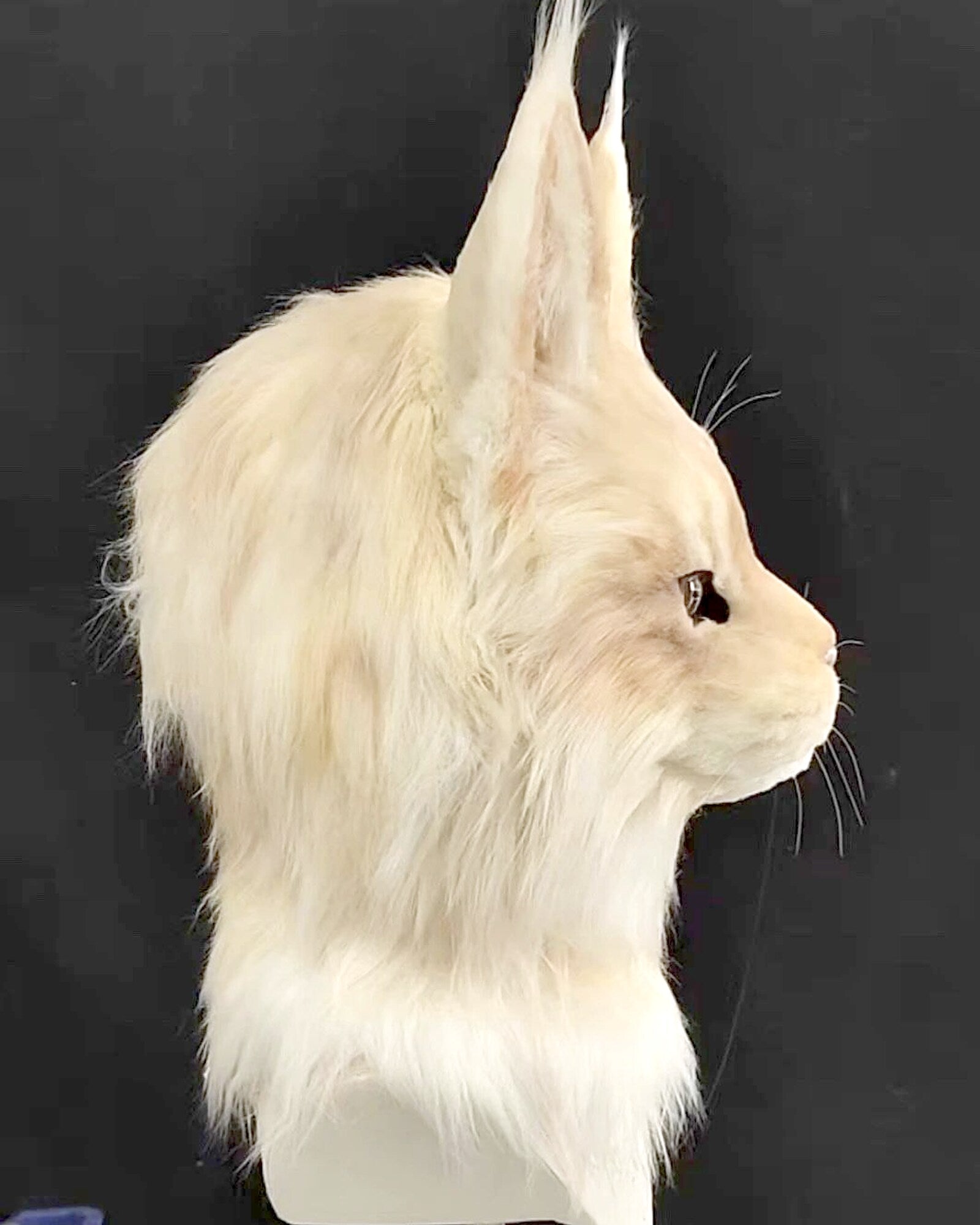 Realistic Maine Coon Cat Fursuit Head - Handmade Animal Mask - Odd Eyes product photo 4