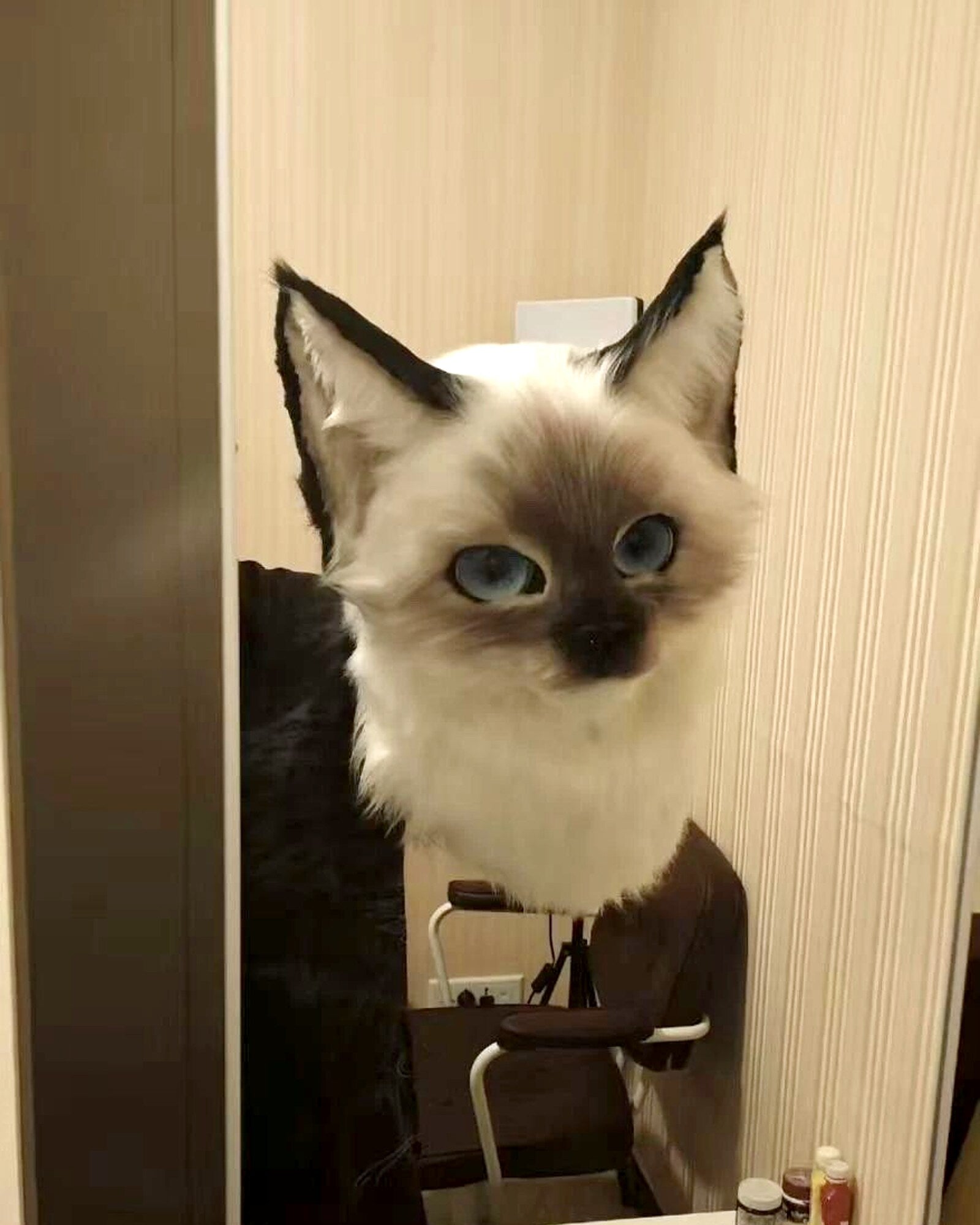Realistic Ragdoll Cat Fursuit Head - Moving Jaw - Blue Eyes product photo 2