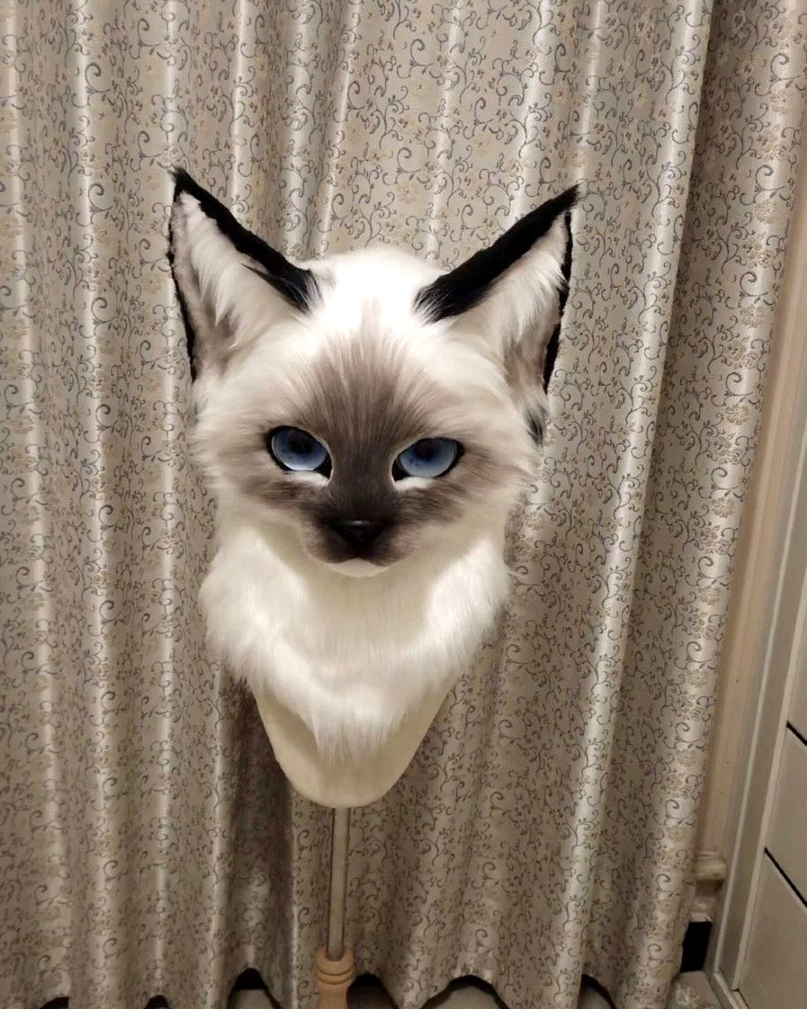 Realistic Ragdoll Cat Fursuit Head - Moving Jaw - Blue Eyes product photo 4