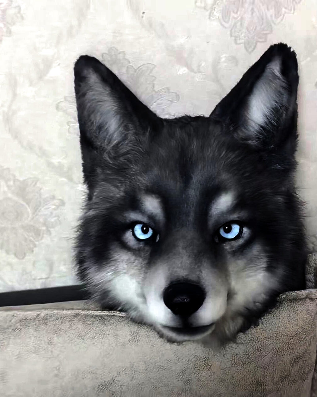 Realistic Wolf Fursuit Head - Moving Jaw - Blue Eyes product photo 1