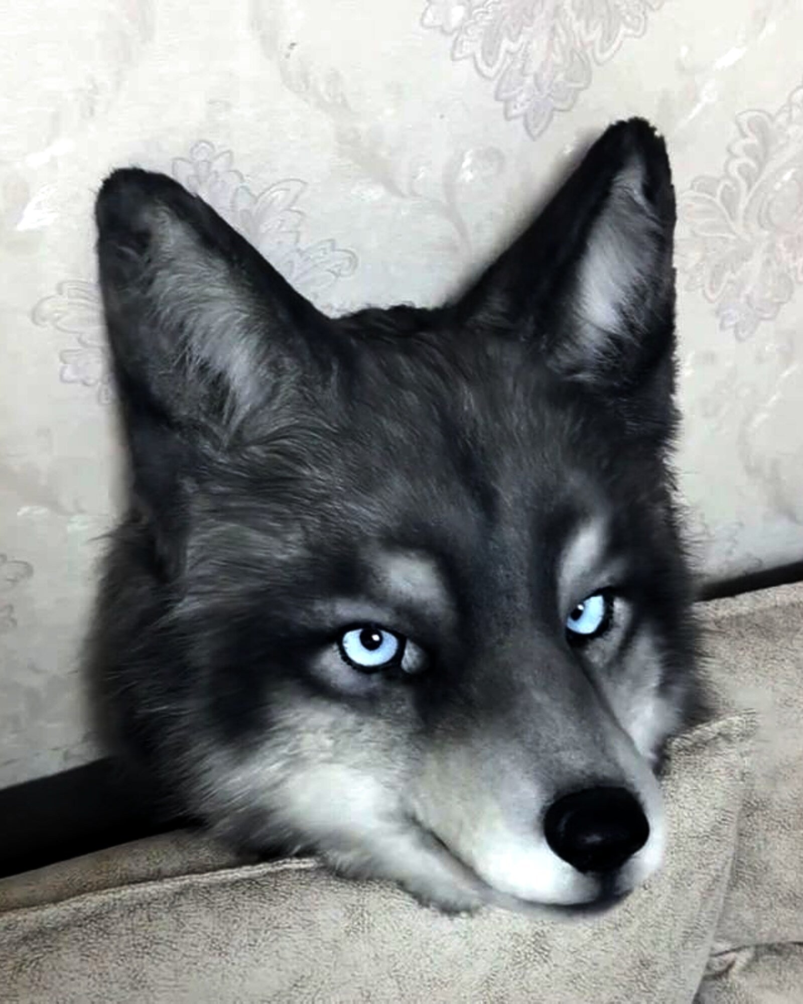 Realistic Wolf Fursuit Head - Moving Jaw - Blue Eyes product photo 2