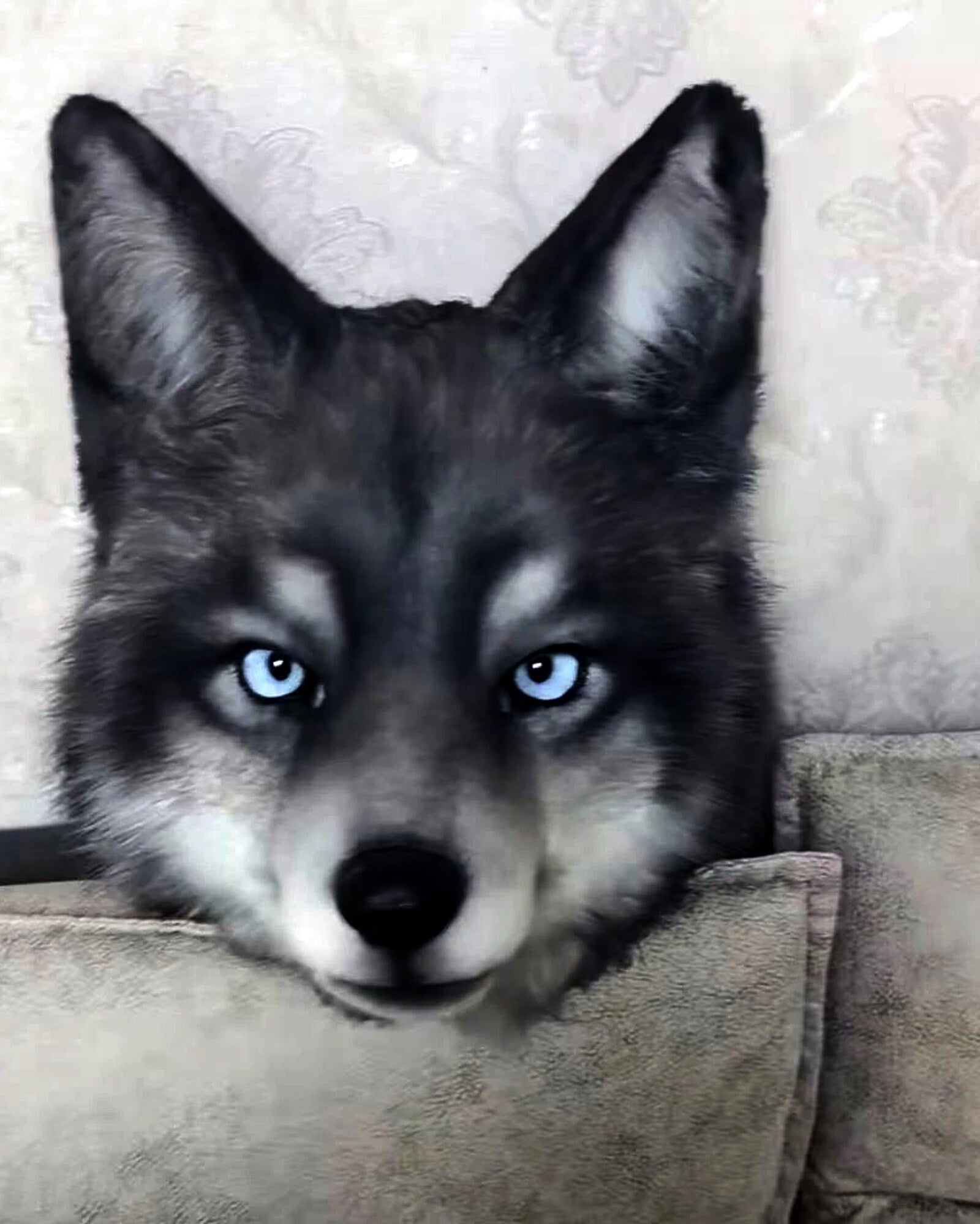 Realistic Wolf Fursuit Head - Moving Jaw - Blue Eyes product photo 3