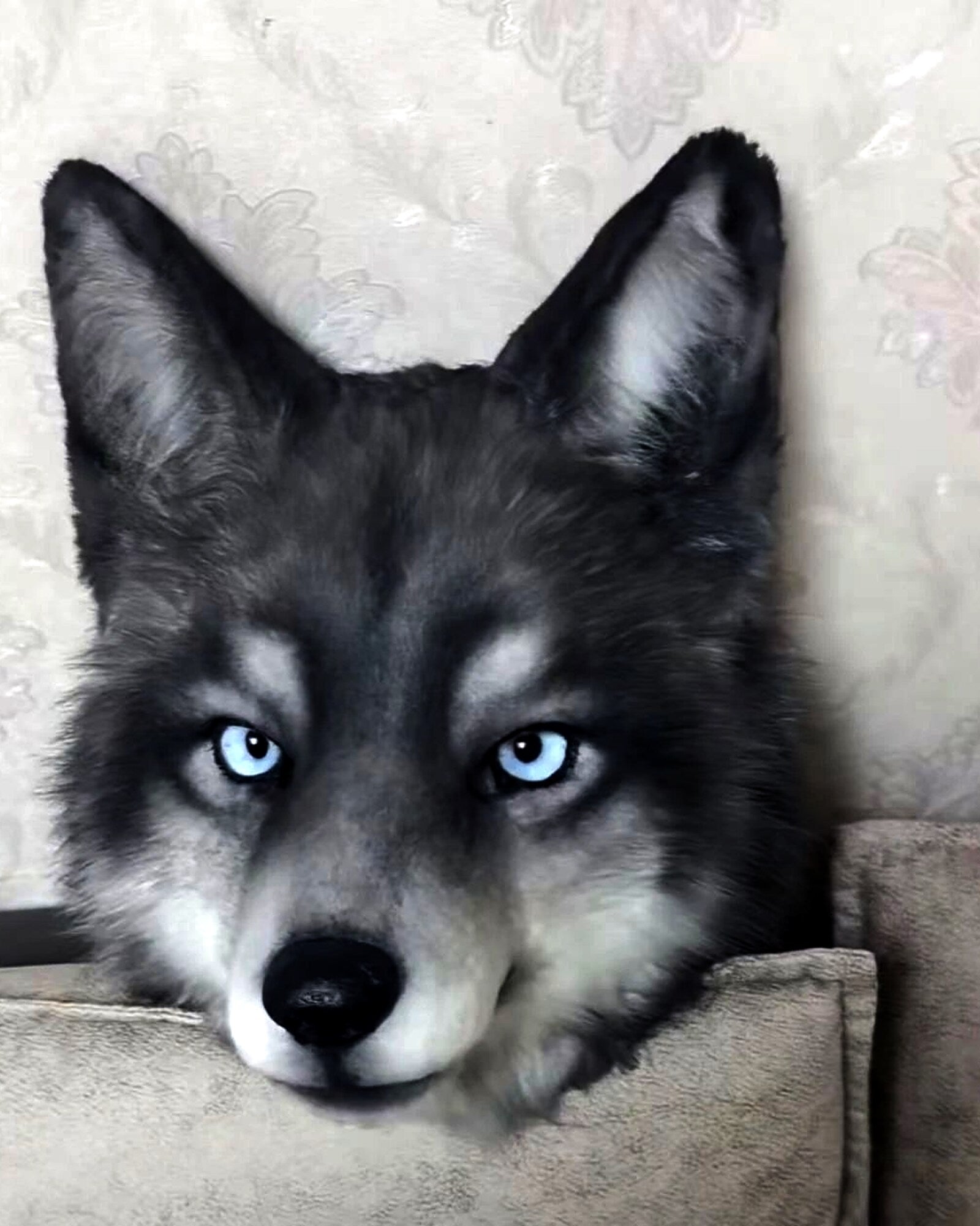 Realistic Wolf Fursuit Head - Moving Jaw - Blue Eyes product photo 4