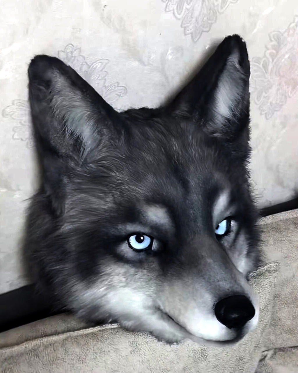 Realistic Wolf Fursuit Head - Moving Jaw - Blue Eyes product photo 5