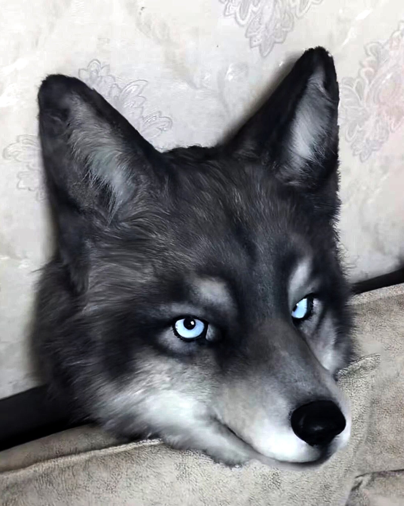 Realistic Wolf Fursuit Head - Moving Jaw - Blue Eyes product photo 5