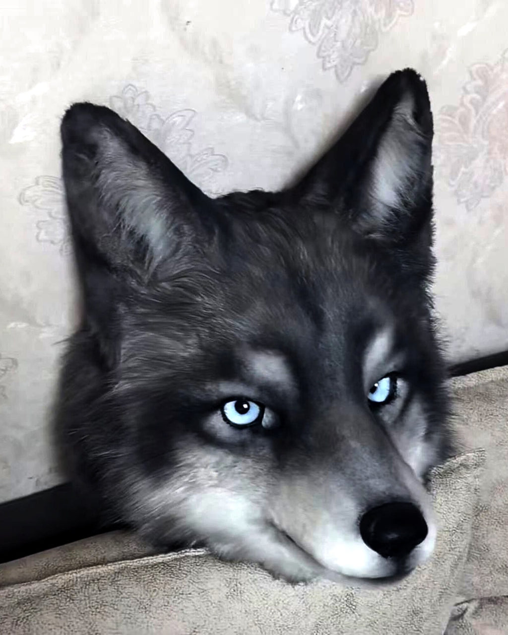 Realistic Wolf Fursuit Head - Moving Jaw - Blue Eyes product photo 6