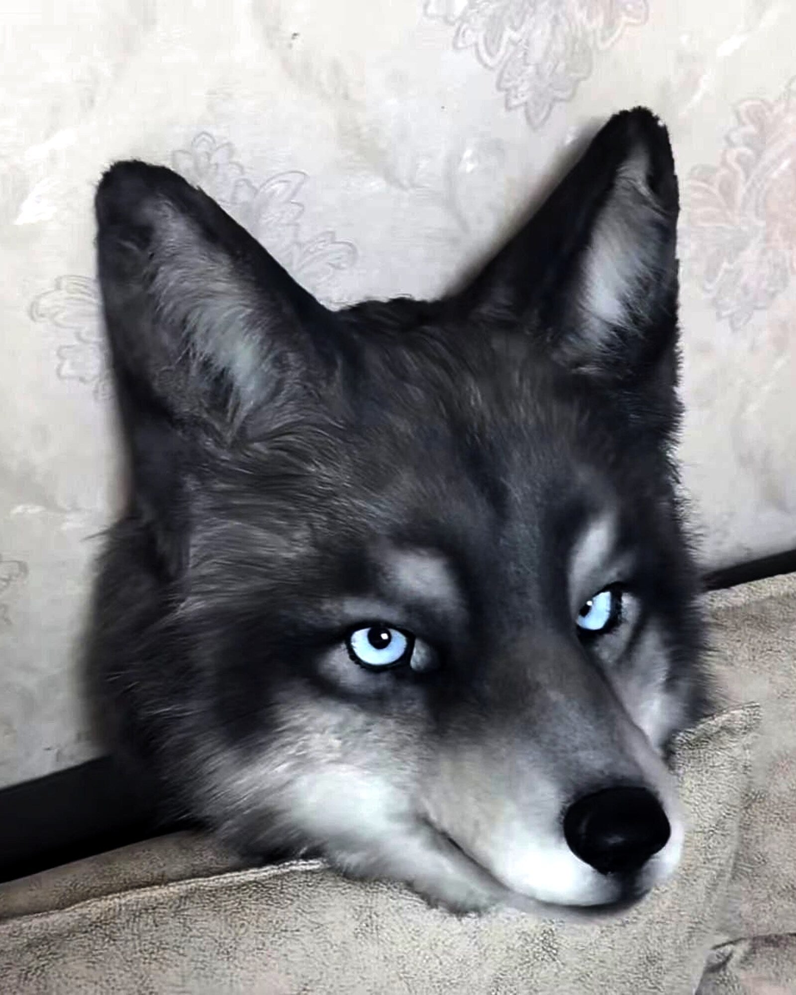 Realistic Wolf Fursuit Head - Moving Jaw - Blue Eyes product photo 6
