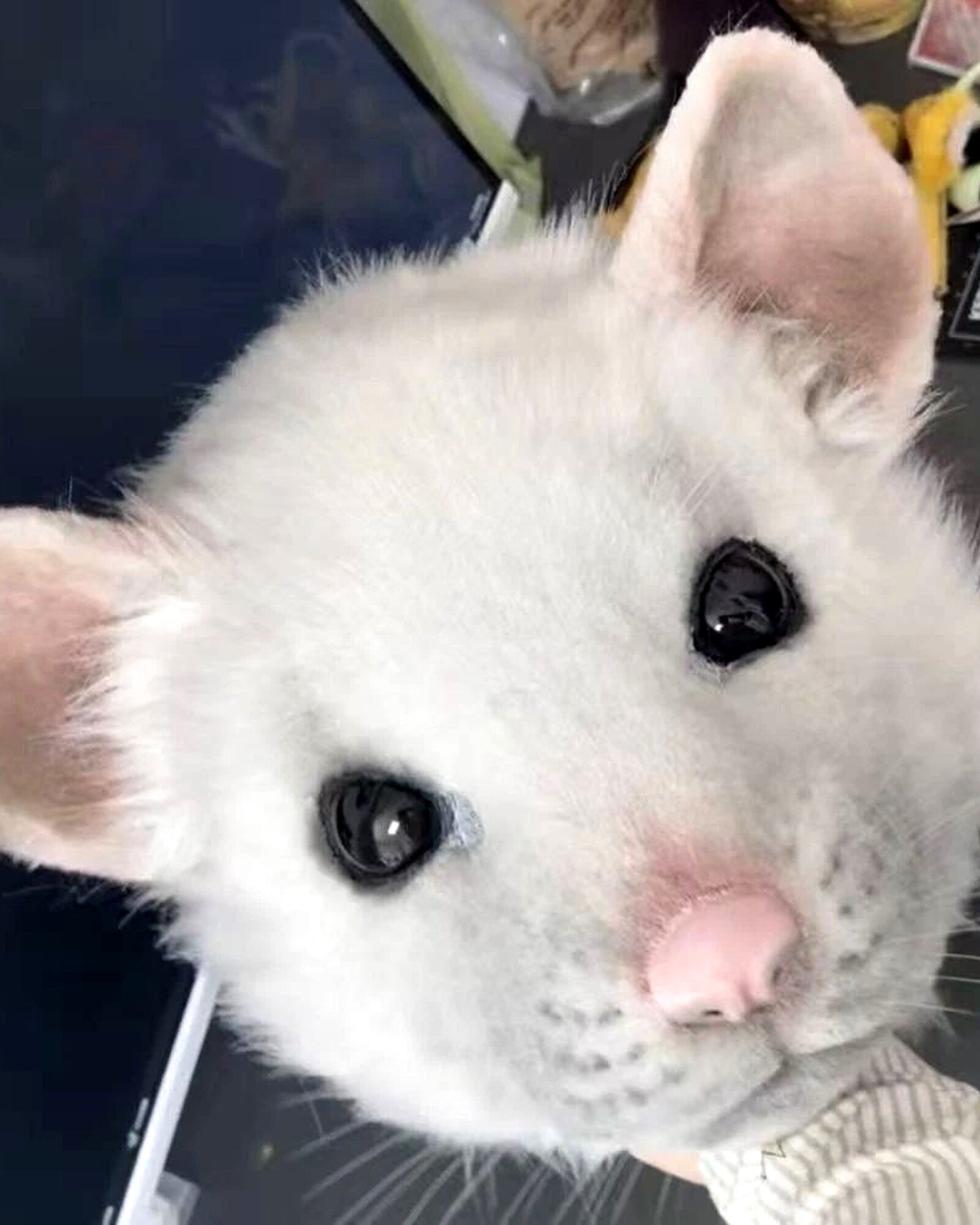 Realistic Fancy Rat Fursuit Head - Moving Jaw product photo 1