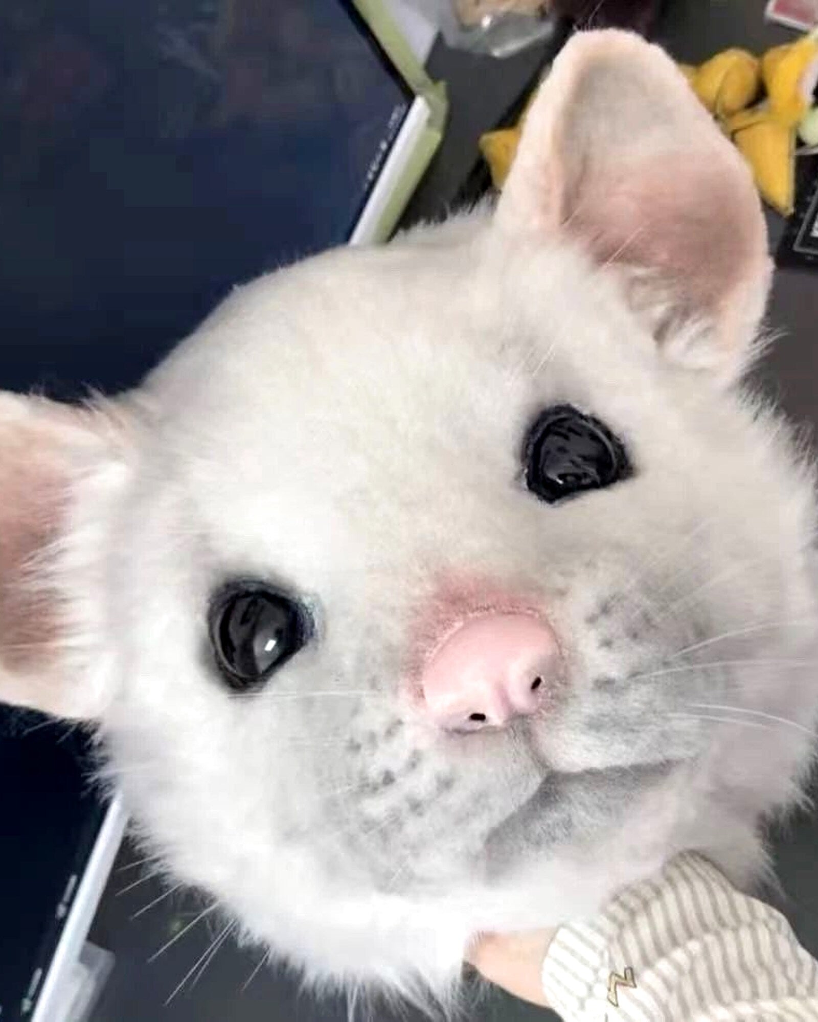 Realistic Fancy Rat Fursuit Head - Moving Jaw product photo 2