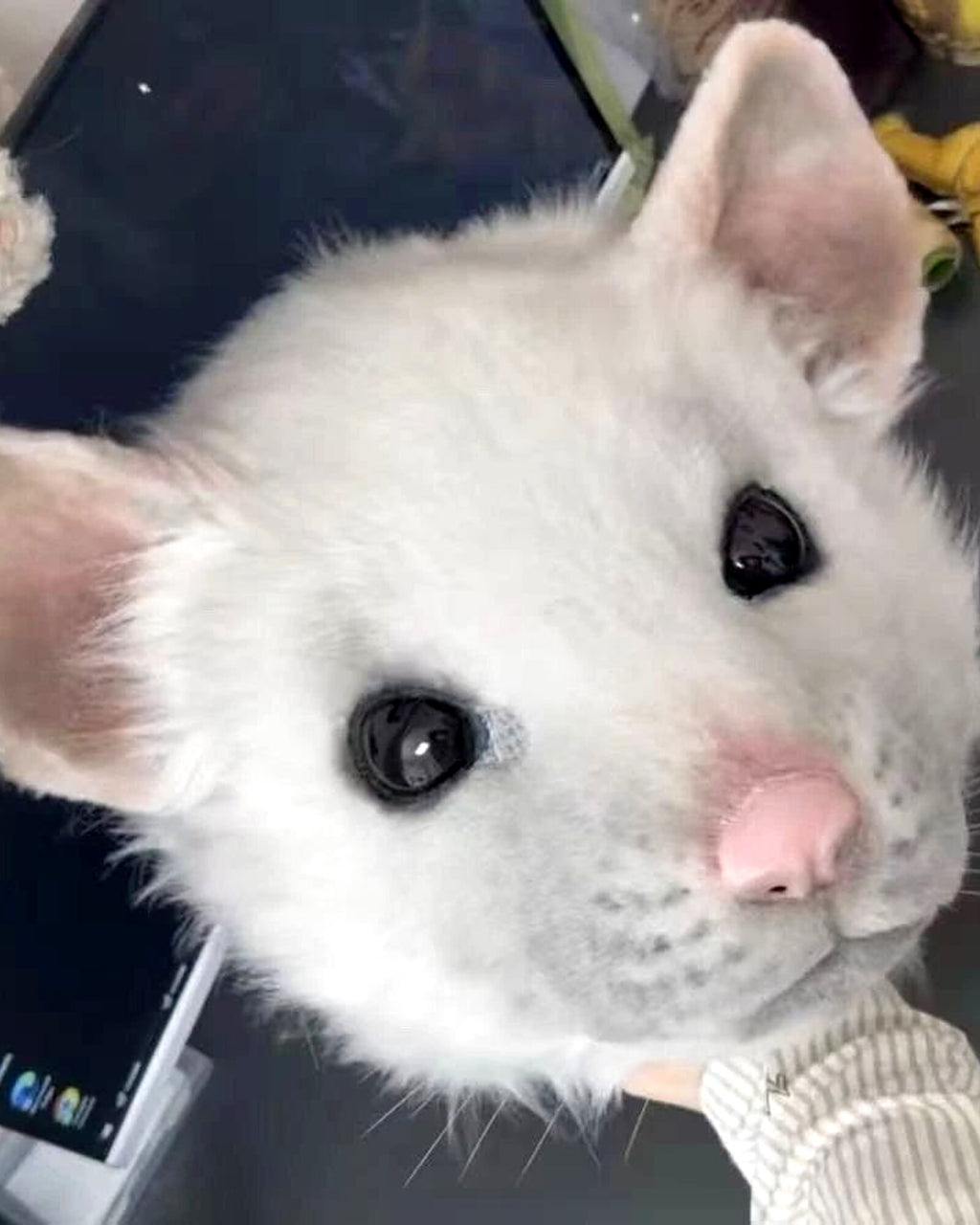 Realistic Fancy Rat Fursuit Head - Moving Jaw product photo 3