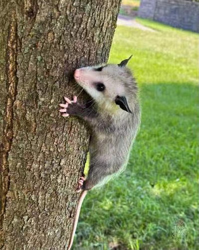 Custom Realistic Opossum Order Deposit – $100