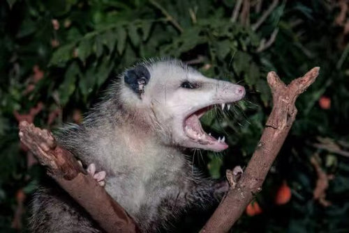 Custom Realistic Opossum Order Deposit – $100