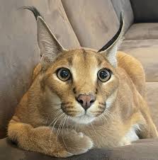 Custom Realistic Caracal Fursuit Head Deposit - Kimbo