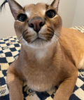 Custom Realistic Caracal Fursuit Head Deposit - Kimbo