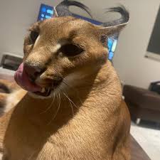 Custom Realistic Caracal Fursuit Head Deposit - Kimbo