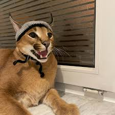 Custom Realistic Caracal Fursuit Head Deposit - Kimbo